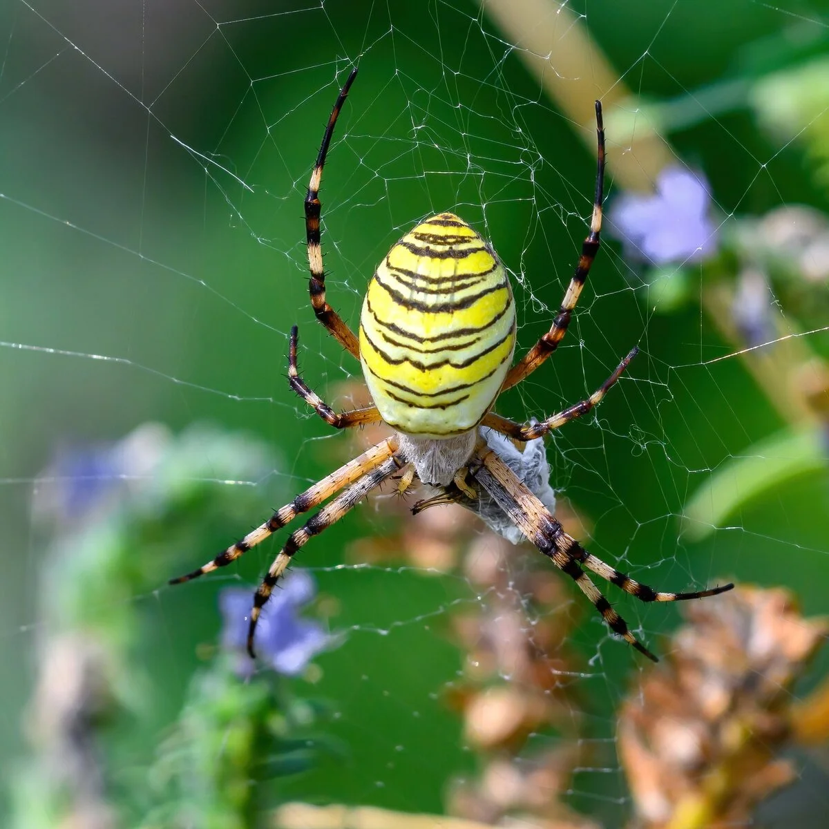 die-neuen-insekten-und-spinnen-in-sterreich-diepresse